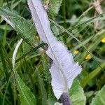 Cirsium heterophyllum Leht