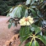 Rhododendron sinofalconeri Цветок