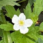 Anemonastrum canadenseÕis