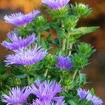 Stokesia laevis Hábito