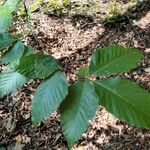 Fagus grandifoliaBlatt