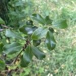 Pittosporum tenuifolium Leaf