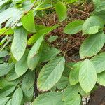Clethra acuminata Φύλλο