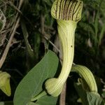 Aristolochia fontanesii Цветок