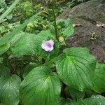 Gloxinia perennis Habitus