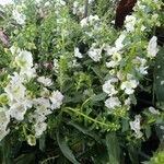 Angelonia angustifolia Fulla