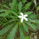Hippobroma longiflora Folha