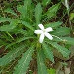 Hippobroma longiflora Yaprak