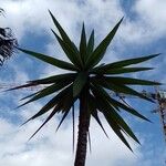 Yucca aloifolia Leaf