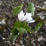 Sanguinaria canadensis Beste bat