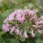 Adenostyles alpina Fula