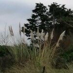 Cortaderia selloana Blad