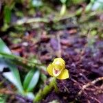 Maxillaria moralesii Flower