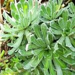 Saxifraga paniculata Blatt