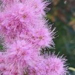 Spiraea douglasii फूल