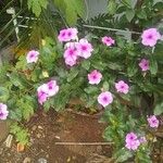 Catharanthus roseusKvět