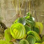 Peperomia argyreiaLeaf