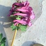 Corydalis solida Kwiat