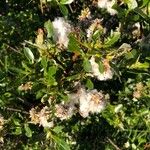 Salix breviserrata Likasa