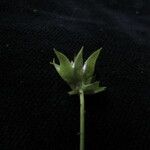 Primula reidii 整株植物