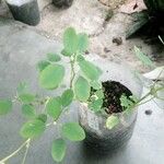 Porophyllum ruderale Leaf