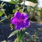 Tibouchina urvilleana Blomst