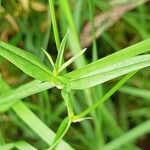 Stellaria graminea Blatt