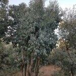 Eucalyptus polyanthemos Облик