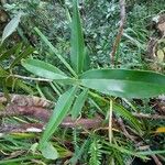 Calophyllum tacamahaca Leaf