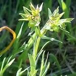 Euphorbia exigua Flower