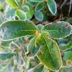 Salix pyrenaica Leaf