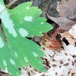 Hydrophyllum virginianum Flower