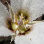 Calochortus howellii Flower