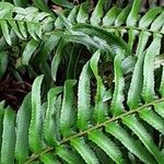 Polystichum munitum Foglia