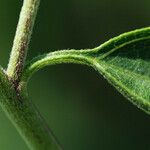 Brickellia eupatorioides Kôra