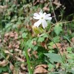 Silene noctifloraKukka