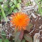 Gomphrena arborescens