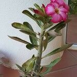 Adenium obesumFloare