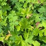 Geranium aculeolatum Leaf