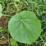 Abutilon mauritianum Leaf