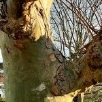 Platanus occidentalis Bark