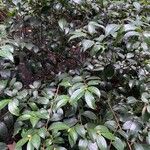 Camellia oleifera পাতা