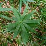 Polygonatum verticillatum Leaf