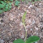 Neottia ovata Leaf