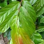 Laetia procera 葉