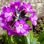 Primula macrophylla Цветок