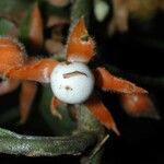 Besleria columneoides Fruit