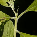 Pittoniotis trichantha Leaf