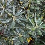 Pittosporum heterophyllumBlatt