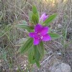Rhynchanthera grandiflora Flor